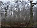 TF0820 : Trees in the fog by Bob Harvey