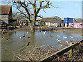 Duck pond, Rowley Farm