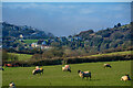 Ilfracombe : Grassy Field & Sheep