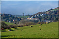 Ilfracombe : Grassy Field