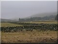 Sheep pastures, Cappercleuch