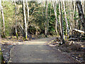 Path through Forge Wood