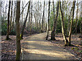 Path through Forge Wood