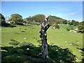 A shapely tree stump below Castell Dinas Bran