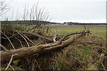 NJ3159 : Cowfords over a Fallen Tree by Anne Burgess