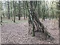 Bushcraft shelter