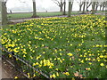 TQ2475 : Daffodils in Wandsworth Park by Marathon