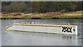 SK4581 : Perching gulls in Cable Wake Park by Graham Hogg