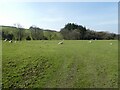 Grazing sheep, above Arrish Wood