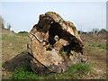 Hollow stump near Come Hay Lane