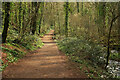 SX8863 : Path by Hollicombe Lake by Derek Harper