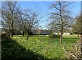 Daffodils on Plumstead Common