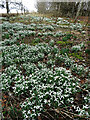 Snowdrops (Galanthus nivalis)