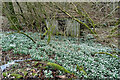 Snowdrops (Galanthus nivalis)