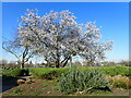 Blossom near Lesnes Abbey