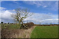 Broken oak by a field off Hickling Lane