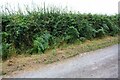 Hedgerow on south side of farm access road to Wedholmehill