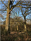 SU5850 : Fine oak trees - within St John's Copse by Mr Ignavy
