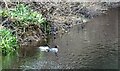 Goosanders on the Derwent