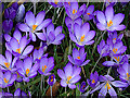 Early Crocus (Crocus tommasinianus)