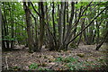 Coppicing, Bixley Wood