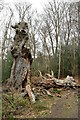 TL4400 : Rotting tree stump by Trevor Harris