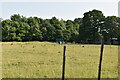 Horse paddock