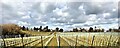 Vineyard to the east of Black Pond Copse