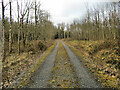 S6049 : Forest Track by kevin higgins