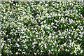 NJ4047 : Snowdrops (Galanthus nivalis) by Anne Burgess