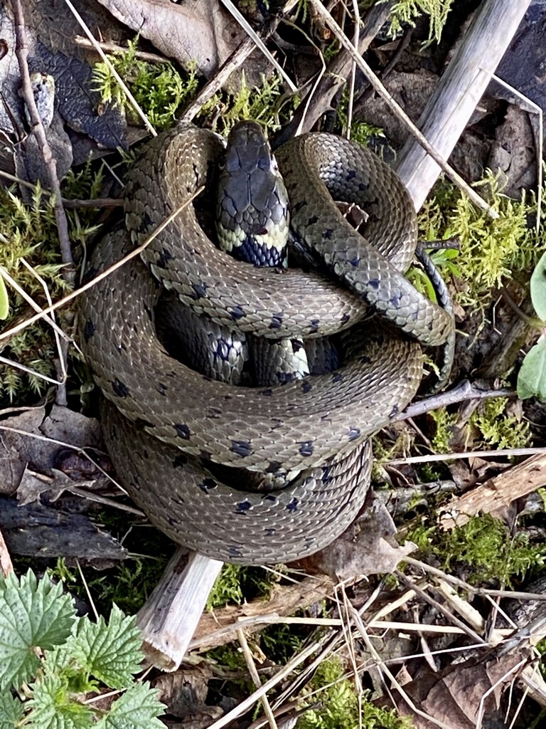 Coiled snake © Alan Hughes :: Geograph Britain and Ireland