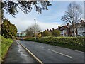 Western Way and Archibald Road, Exeter, with a bank of daffodils