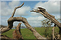 Dead tree near Elberry Farm