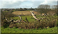 Dead tree near Elberry Farm