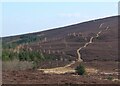 NT4331 : Path on Peat Law by Jim Barton