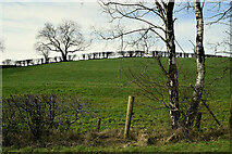 H5375 : A low hill, Fernagh by Kenneth  Allen