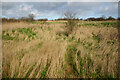 Scrubland near Mill Head, Great Wakering