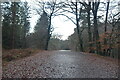 SJ5470 : Cheshire Cycleway 70, Delamere Forest by N Chadwick