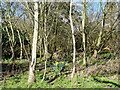TG3224 : Scrub Woodland with Daffodils by David Pashley
