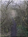 A path through hawthorns