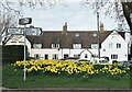 Daffodil time in Hampsthwaite