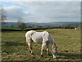 Grey horse, green fields