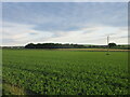 Field to the west of Wellbank