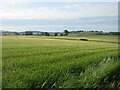 NO4534 : Barley field near Westhall by Scott Cormie