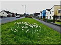 Daffodils along Hospital Road, Omagh