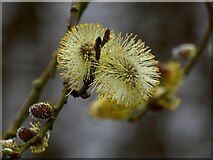 H4772 : Pussy willow catkins, Mullaghmore by Kenneth  Allen