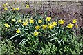Daffodils at Dunchurch