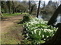 Daffodils at The Tarn