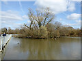 Boardwalk and island, Ifield Mill Pond, Crawley