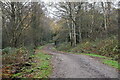 Track, Hargate Forest